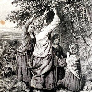 Children Gather Nuts From Tree Steel Engraving 1859 Victorian Art DWY5D